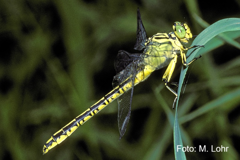 Eine gelb-schwarze Asiatische Keiljungfer mit grünen Augen ruht auf einem Grashalm