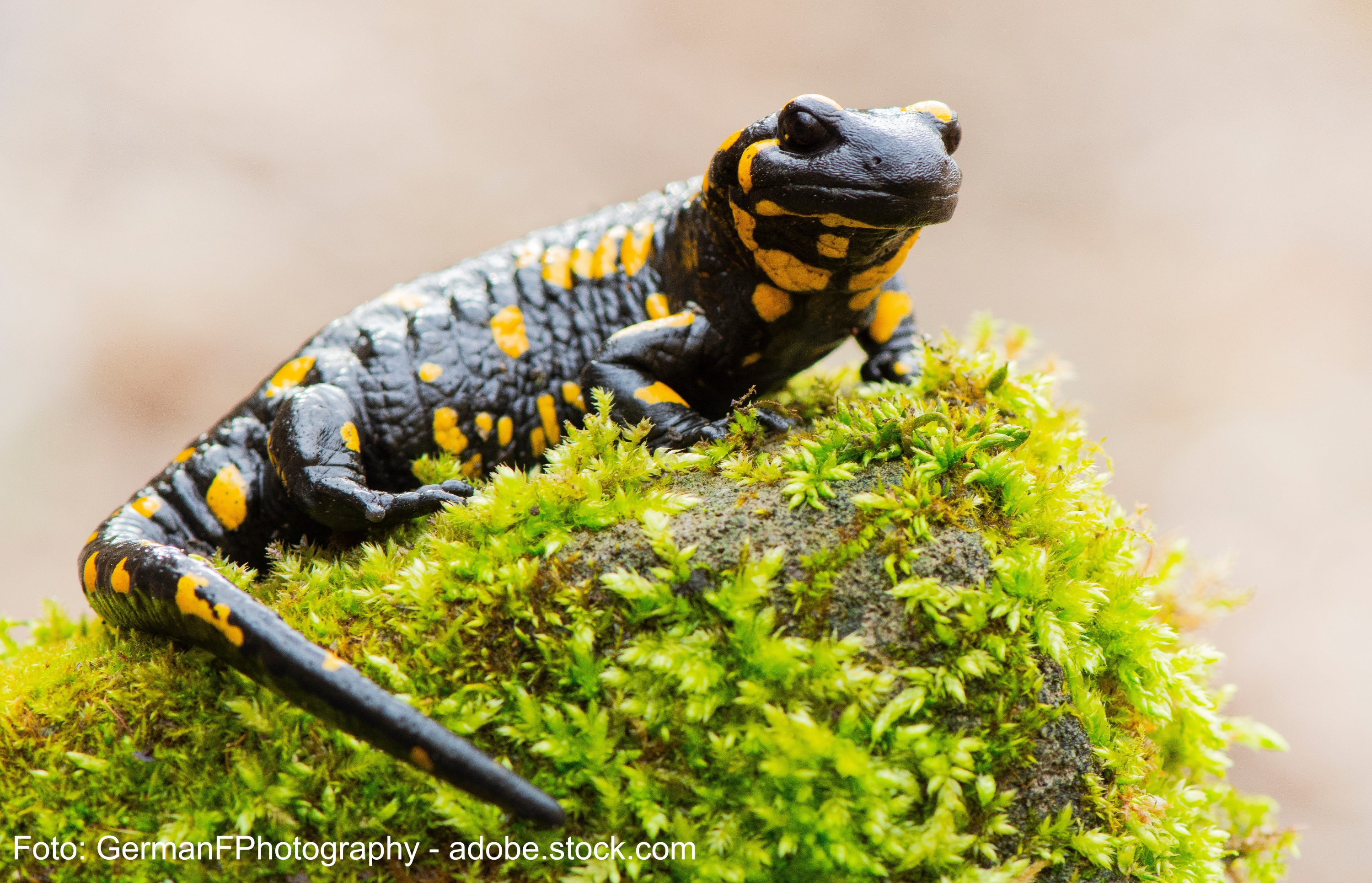 Ein Feuersalamander mit gelben Flecken sitzt auf einem moosbewachsenen Stein