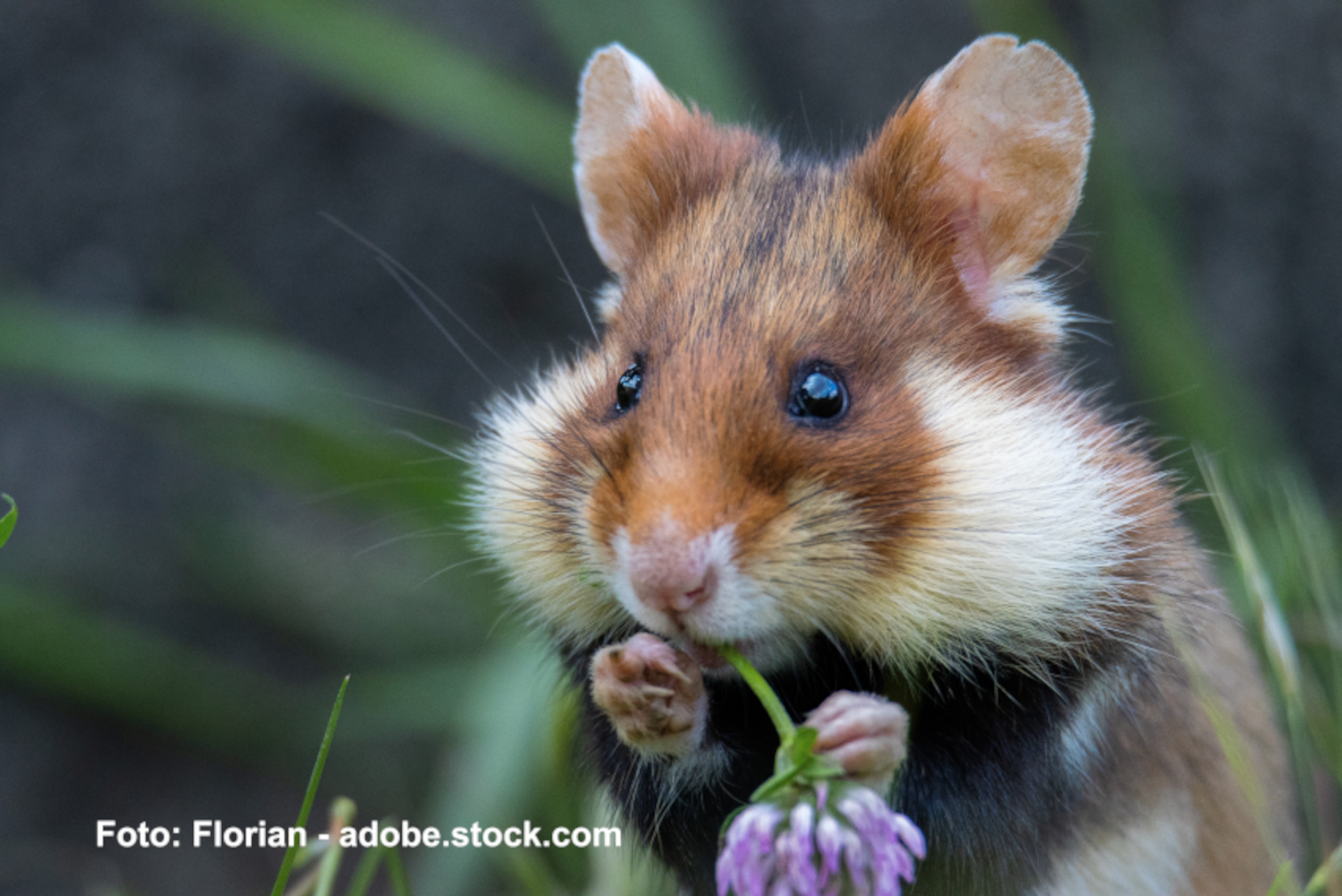 Eine Feldmaus sitzt im Gras und hält eine violette Blüte in den Pfoten, während sie daran knabbert.
