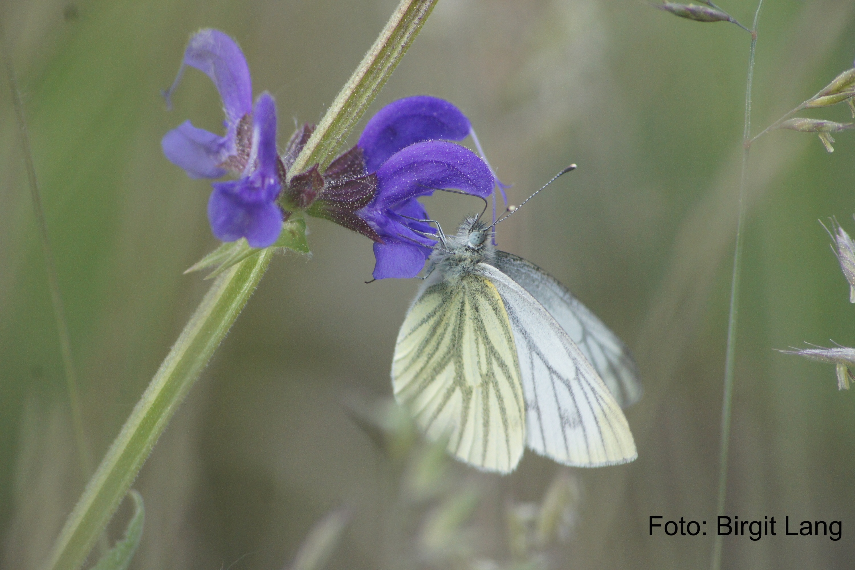 Ein Tagfalter mit hellen Flügeln saugt Nektar aus einer violetten Blüte auf einer Wiese.
