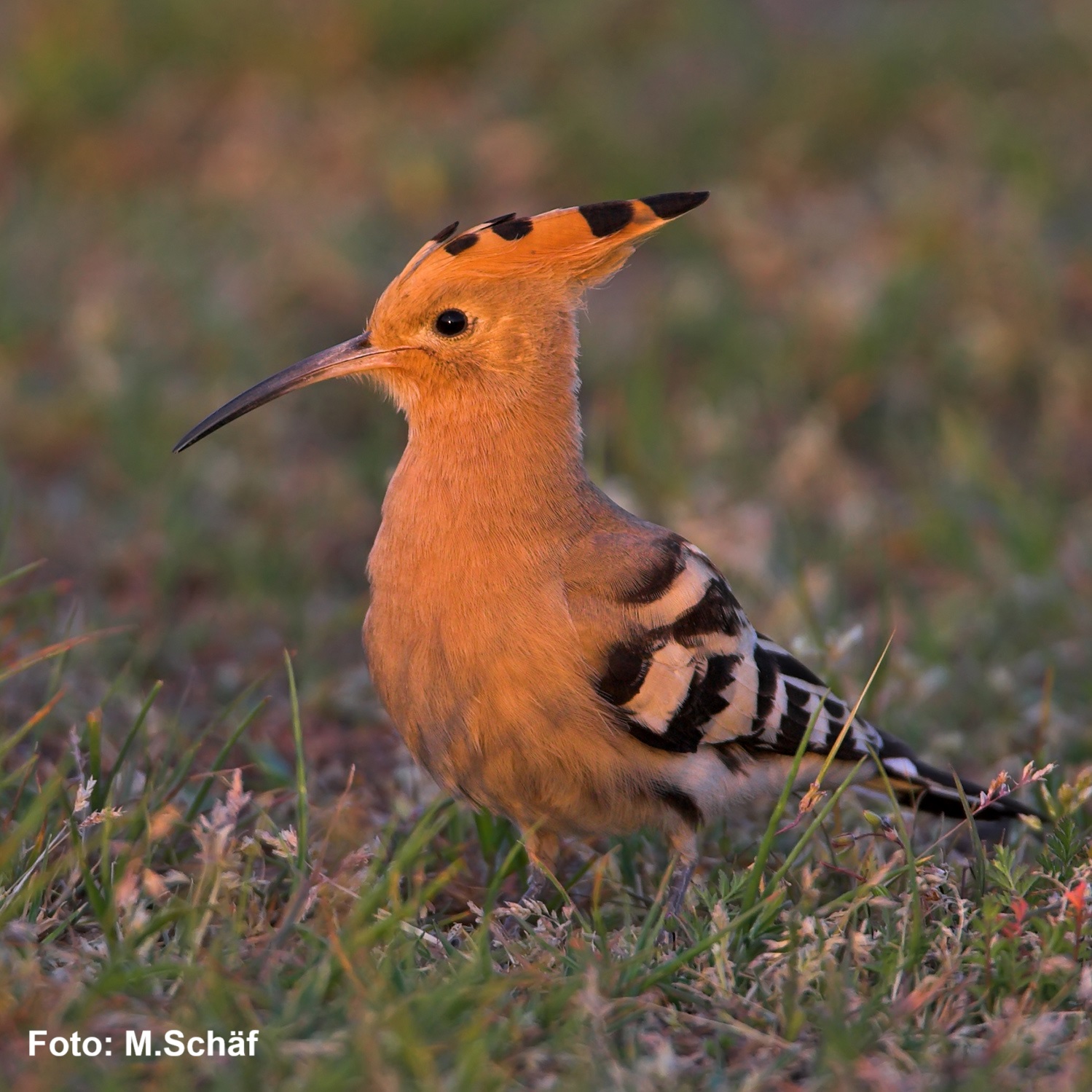 Ein Wiedehopf mit oranger Federhaube und schwarz-weißen Flügeln steht auf einer Wiese
