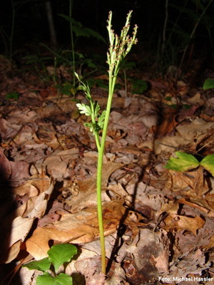 Deutscher Name: Ästiger Rautenfarn | Wissenschaftlicher Name: Botrychium matricariifolium