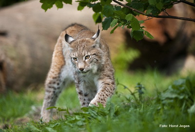 Deutscher Name: Luchs | Wissenschaftlicher Name: Lynx lynx