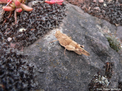 Deutscher Name: Rotflügelige Ödlandschrecke | Wissenschaftlicher Name: Oedipoda germanica